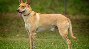 مراجعة عن الكائنات الحية by ragad mhmad mhajne - Ourboox.com