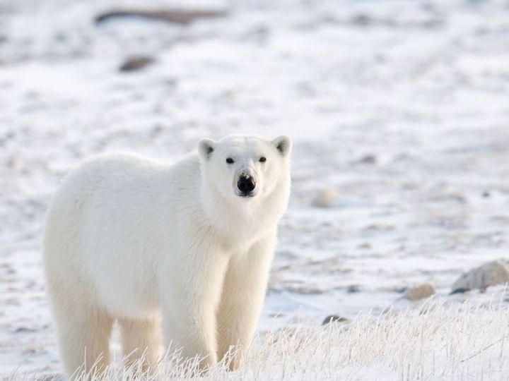 الكائنات الحيّة في البيئات المختلفة by HEBA JABAREEN - Illustrated by المعلمة هبة جبارين - Ourboox.com