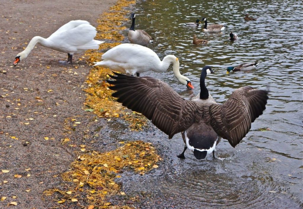 Богдана Бойко У ТЕАТРІ by kulak - Ourboox.com