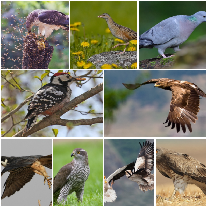 Защитени животни в България by Daniela Stefanova Klisarska - Ourboox.com