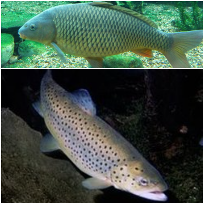 Защитени животни в България by Daniela Stefanova Klisarska - Ourboox.com