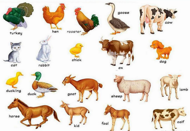 حيوانات المزرعة by samer - Ourboox.com