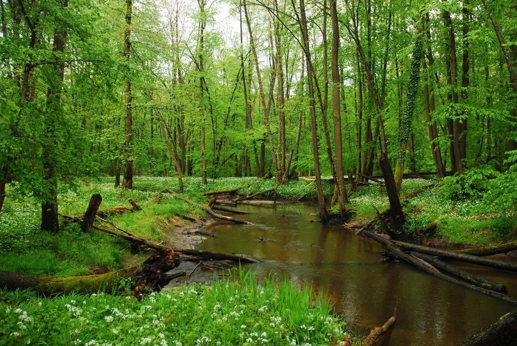 Wetlands of Slovakia by Tomáš Hojsík - Ourboox.com