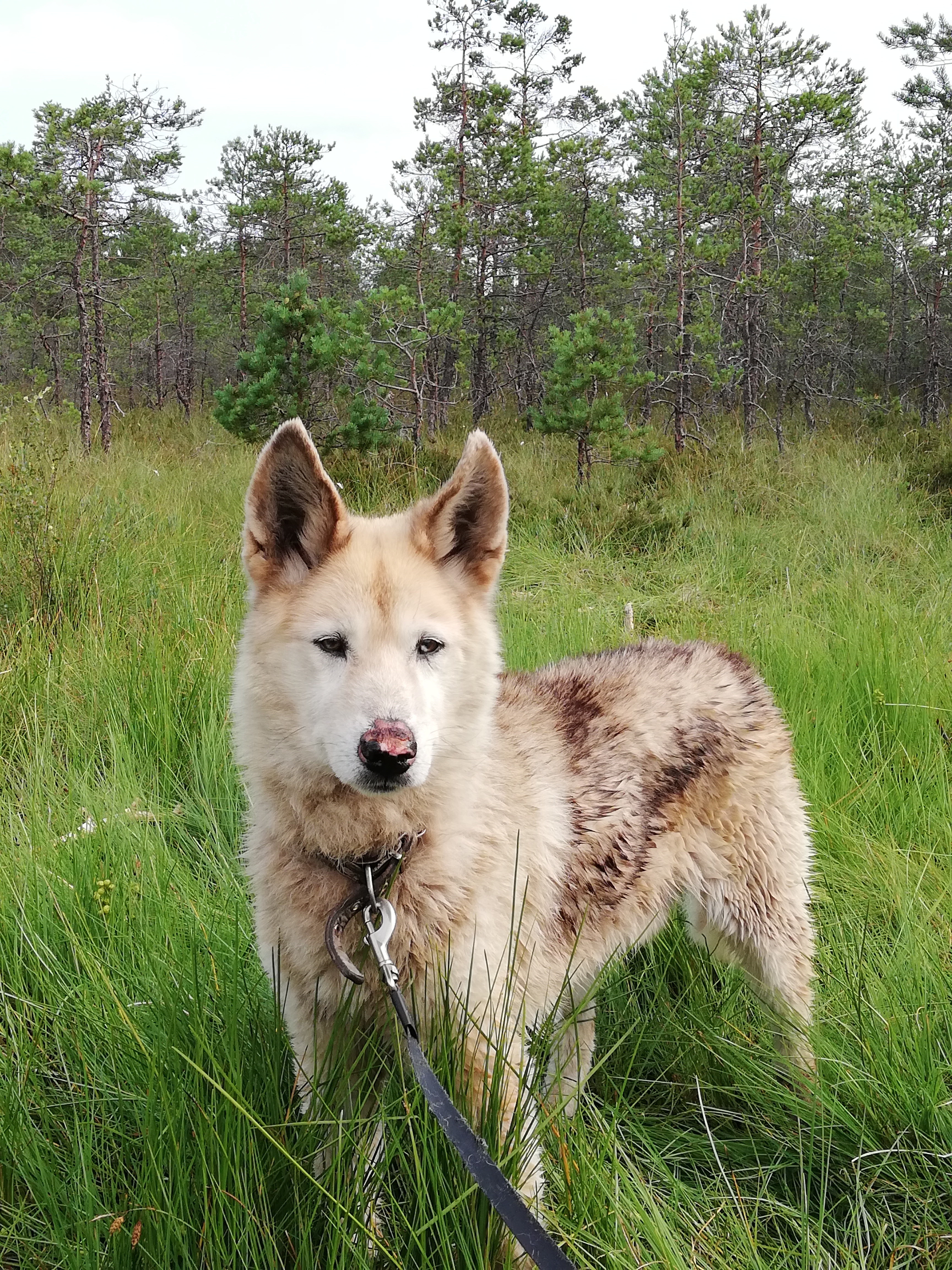 Minu kodu by Berit Sarv - Ourboox.com