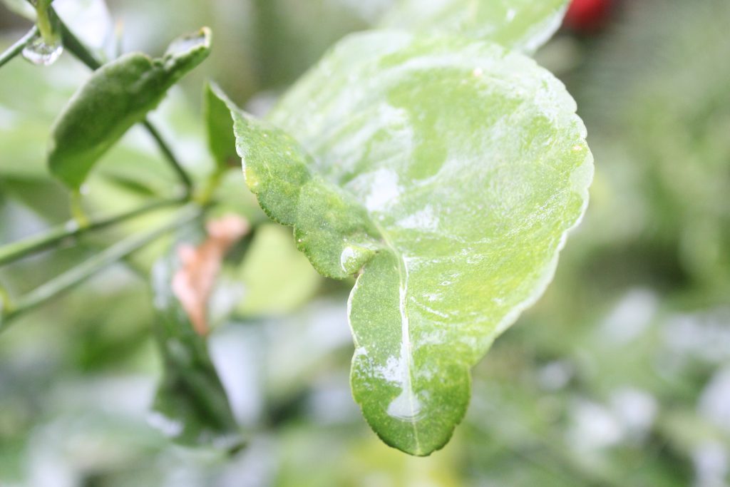 خارج الصندوق by raseel elawe - Illustrated by رسيل علاوي - Ourboox.com