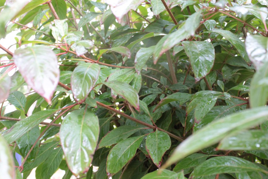 خارج الصندوق by raseel elawe - Illustrated by رسيل علاوي - Ourboox.com