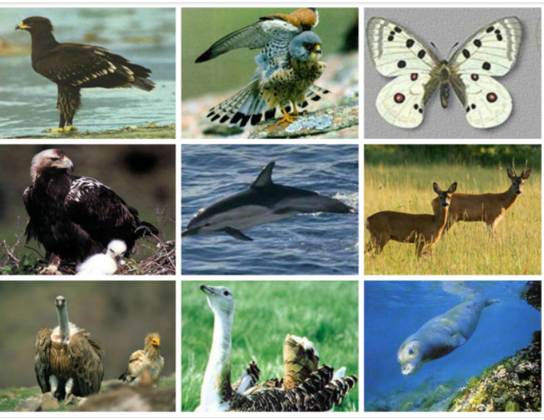 Защитени животни в България by Daniela Stefanova Klisarska - Ourboox.com