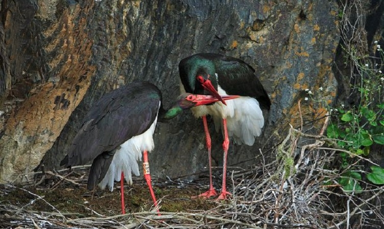 Защитени животни в България by Daniela Stefanova Klisarska - Ourboox.com