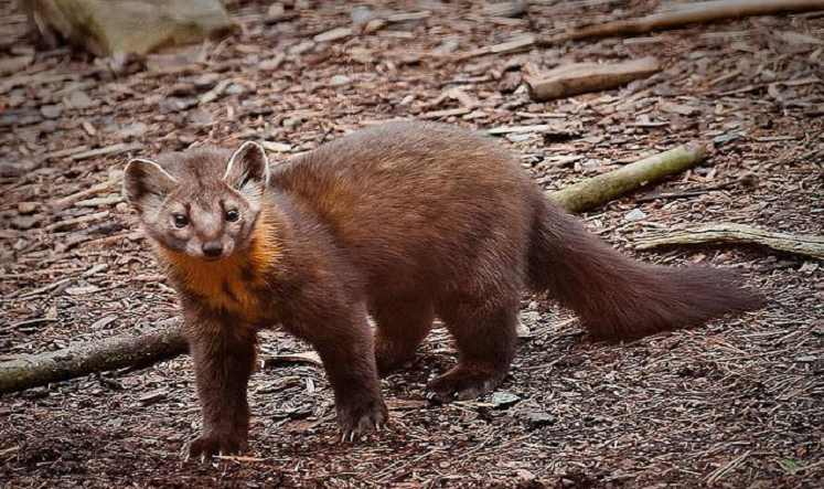 Защитени животни в България by Daniela Stefanova Klisarska - Ourboox.com