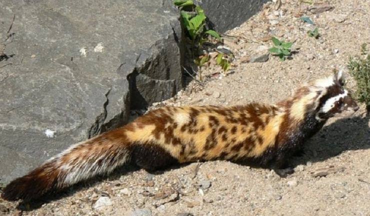 Защитени животни в България by Daniela Stefanova Klisarska - Ourboox.com