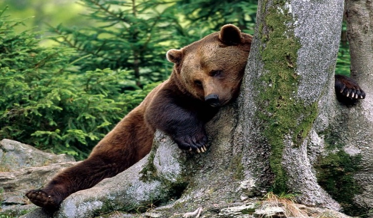 Защитени животни в България by Daniela Stefanova Klisarska - Ourboox.com