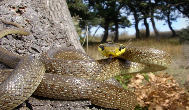 Защитени животни в България by Daniela Stefanova Klisarska - Ourboox.com