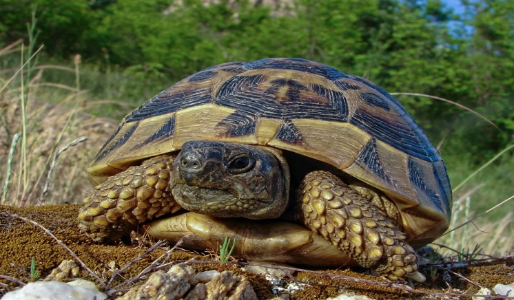 Защитени животни в България by Daniela Stefanova Klisarska - Ourboox.com