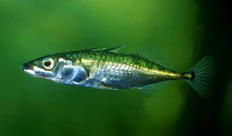 Защитени животни в България by Daniela Stefanova Klisarska - Ourboox.com