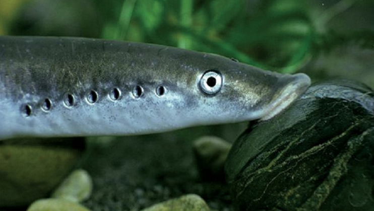 Защитени животни в България by Daniela Stefanova Klisarska - Ourboox.com