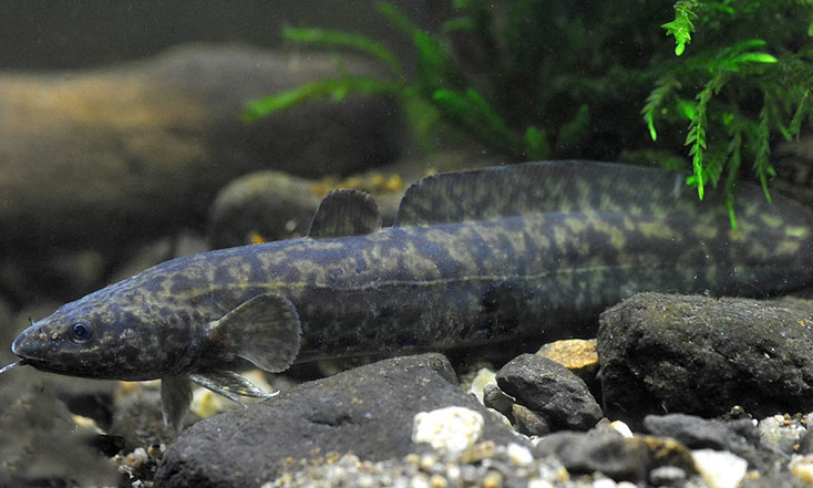 Защитени животни в България by Daniela Stefanova Klisarska - Ourboox.com