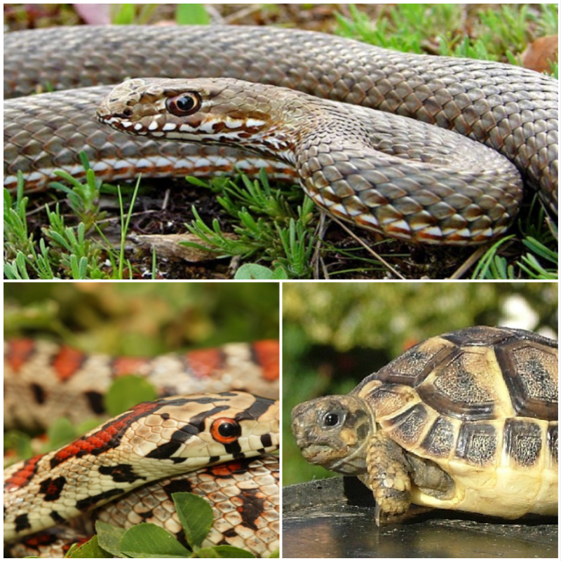 Защитени животни в България by Daniela Stefanova Klisarska - Ourboox.com