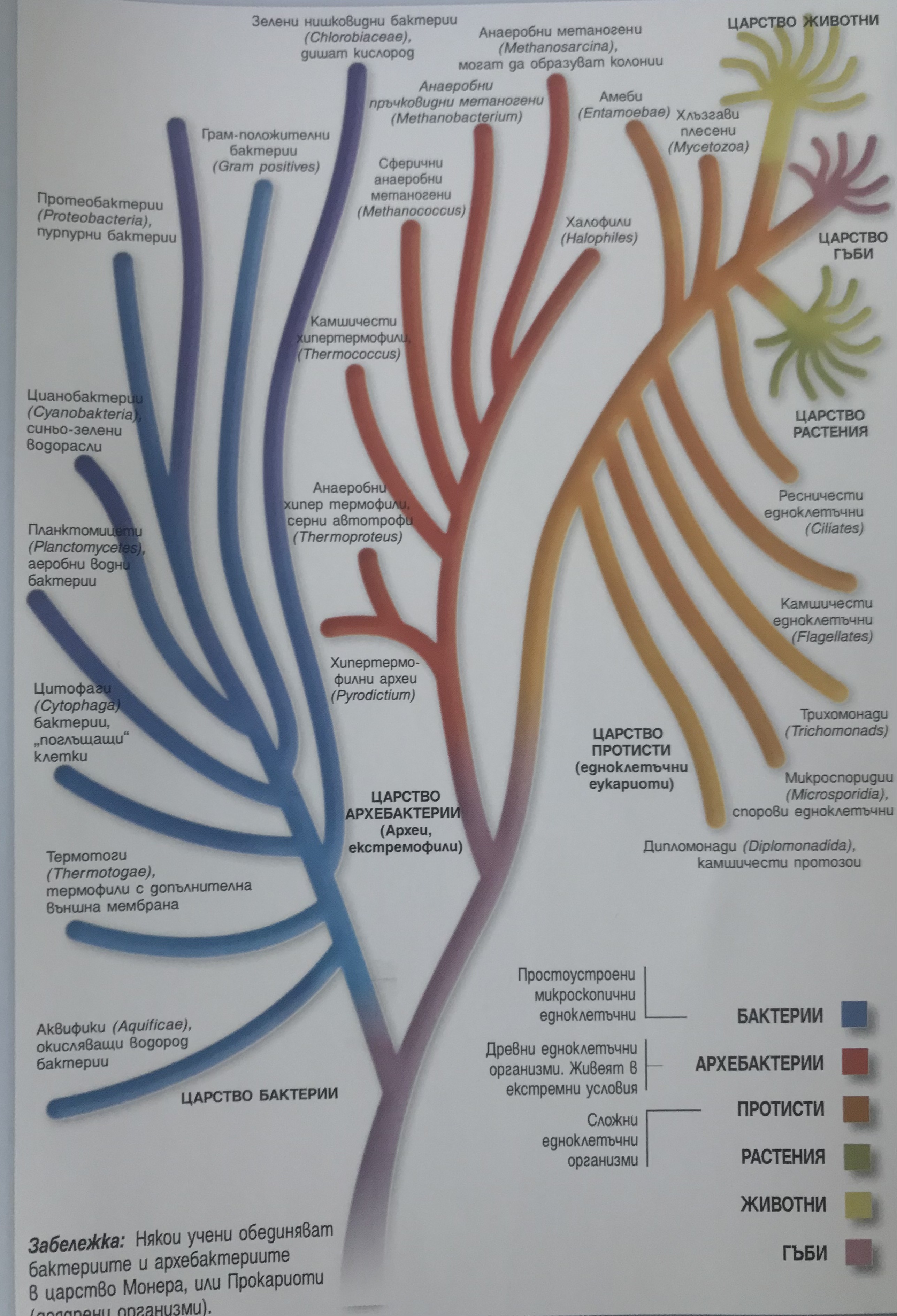 Еволюцията by Lyubomir Panev - Ourboox.com