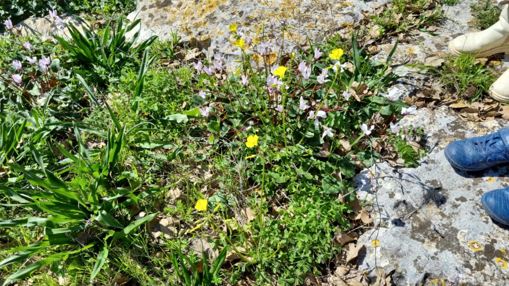 ילדי גן כלנית תיעוד בטבע by liron yogev - Ourboox.com