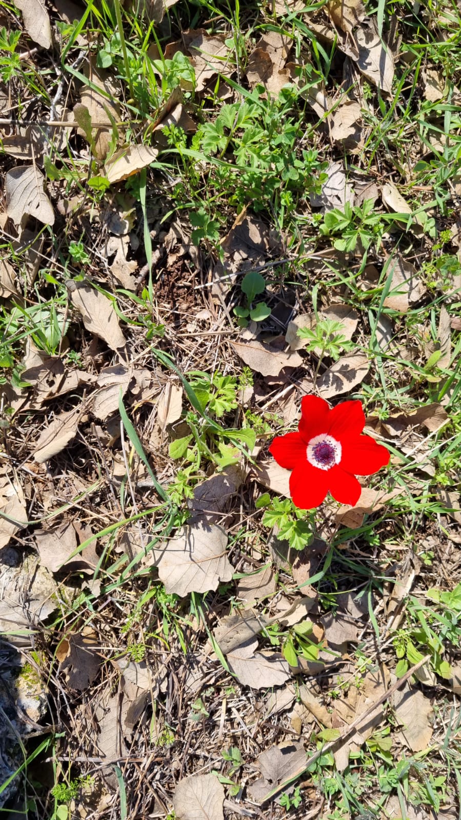 ילדי גן כלנית תיעוד בטבע by liron yogev - Ourboox.com