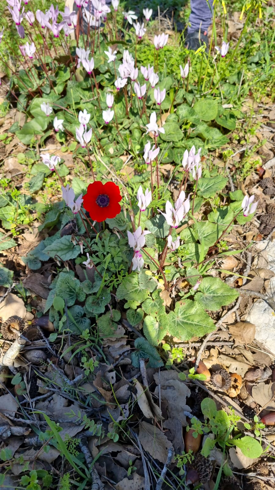 ילדי גן כלנית תיעוד בטבע by liron yogev - Ourboox.com