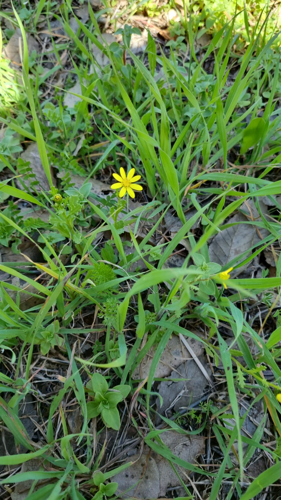 ילדי גן כלנית תיעוד בטבע by liron yogev - Ourboox.com