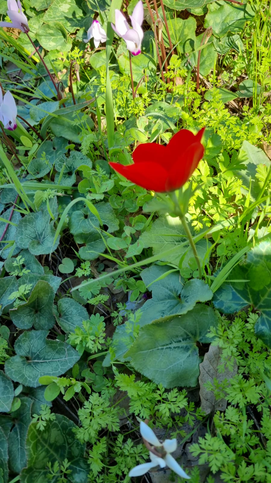 ילדי גן כלנית תיעוד בטבע by liron yogev - Ourboox.com