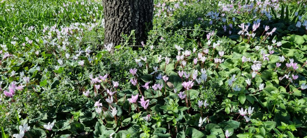 ילדי גן כלנית תיעוד בטבע by liron yogev - Ourboox.com