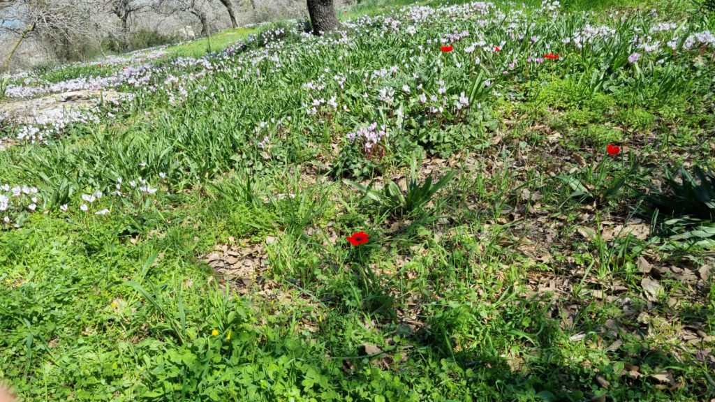 ילדי גן כלנית תיעוד בטבע by liron yogev - Ourboox.com