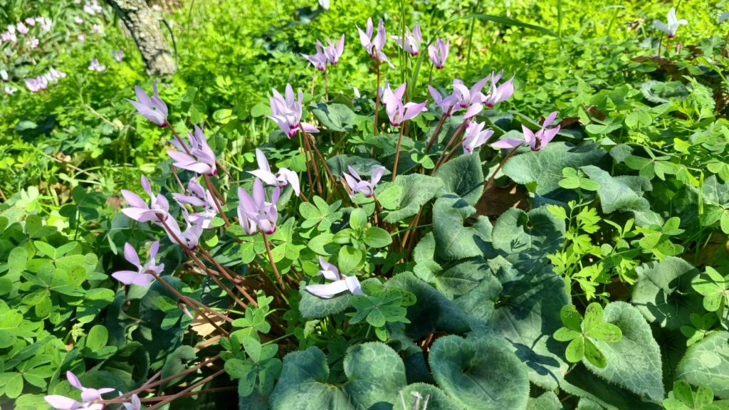 ילדי גן כלנית תיעוד בטבע by liron yogev - Ourboox.com