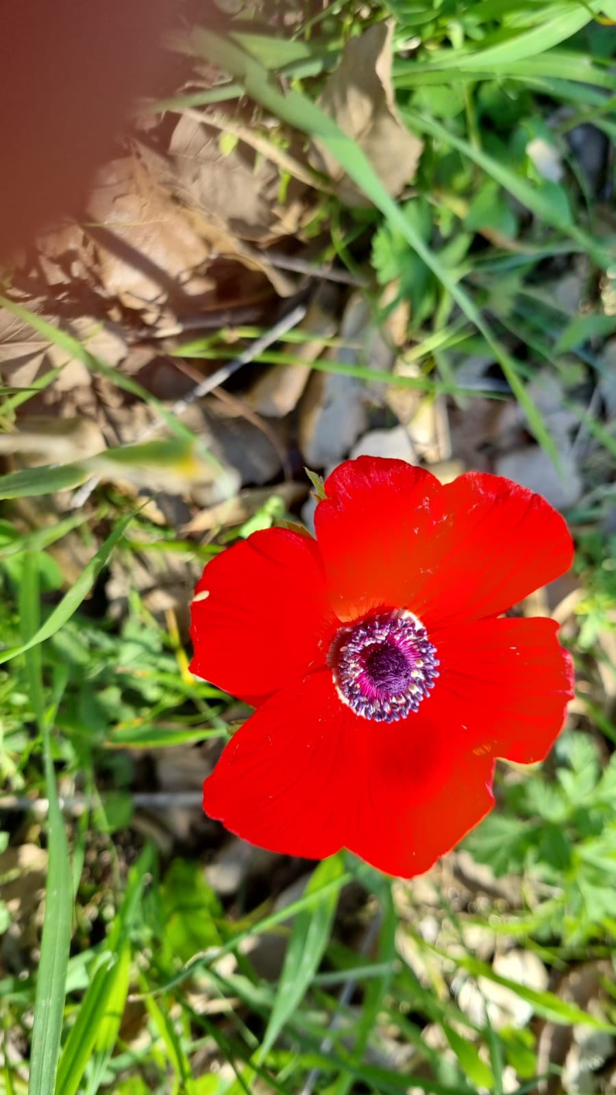 ילדי גן כלנית תיעוד בטבע by liron yogev - Ourboox.com