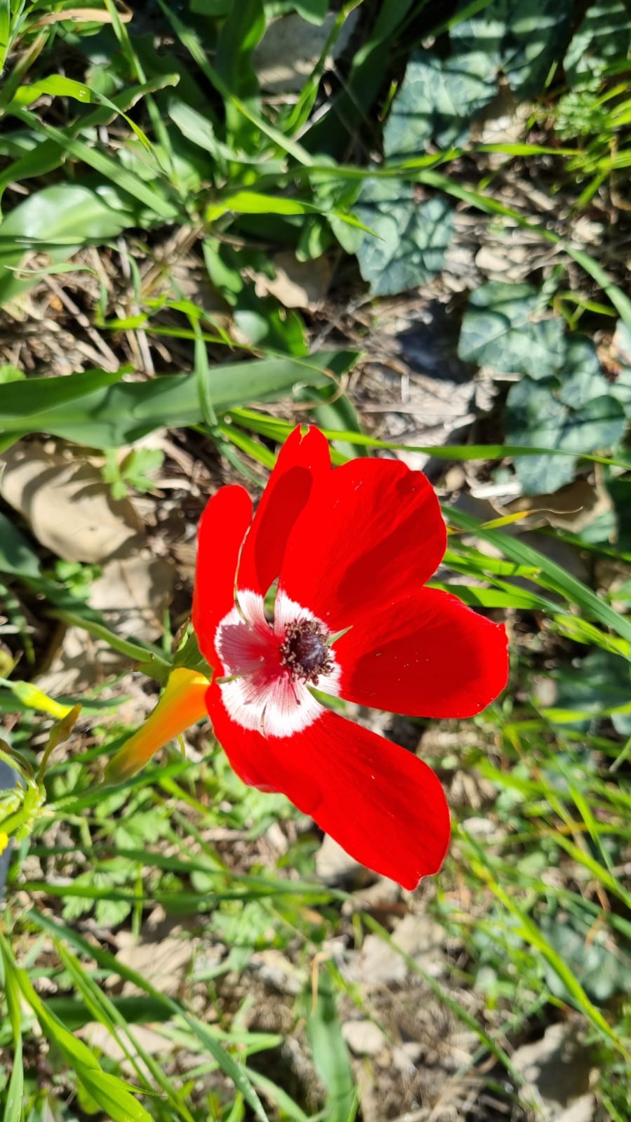 ילדי גן כלנית תיעוד בטבע by liron yogev - Ourboox.com