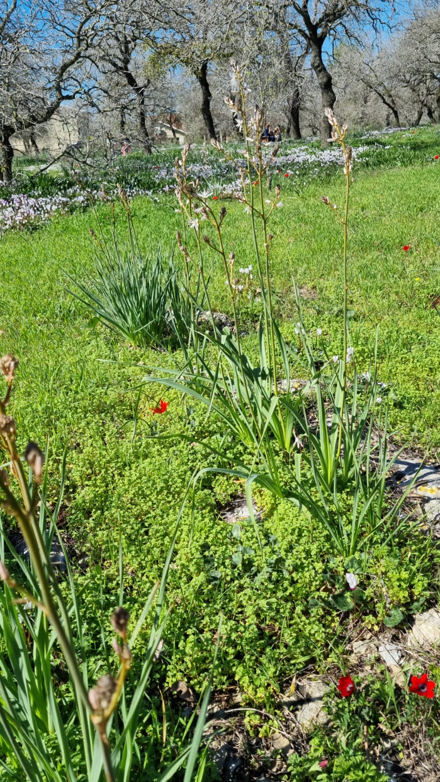 ילדי גן כלנית תיעוד בטבע by liron yogev - Ourboox.com