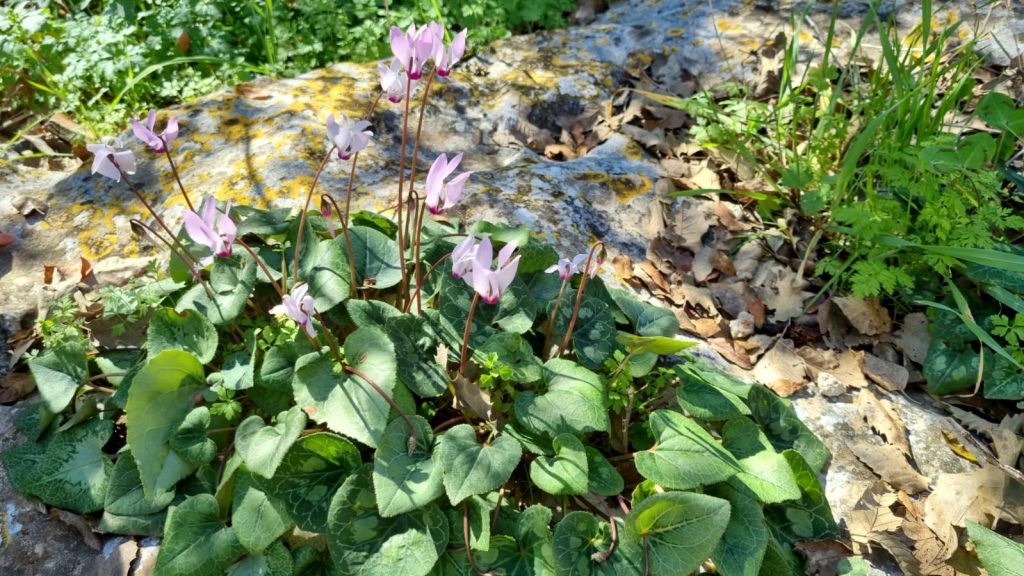 ילדי גן כלנית תיעוד בטבע by liron yogev - Ourboox.com