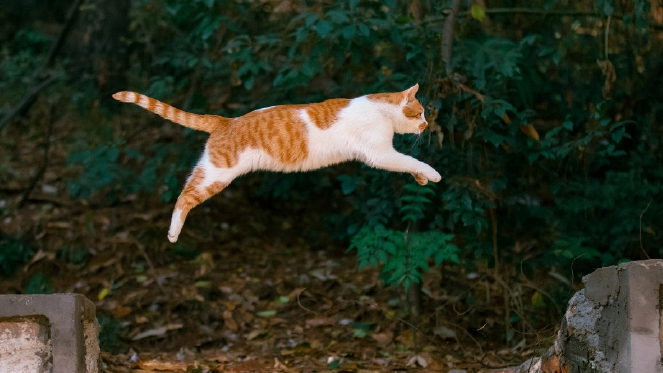 الرفق بالحيوان by areej - Ourboox.com