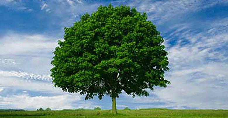 letters by Rama Nassar - Ourboox.com