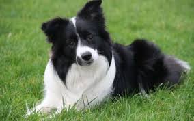 POLDO by @//dr&@ r!p@m0nt! - Ourboox.com