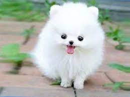 letters by Rama Nassar - Ourboox.com