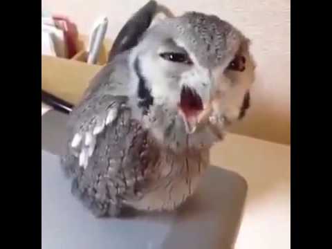 Il mio libro by Angelo Giancaterino - Ourboox.com