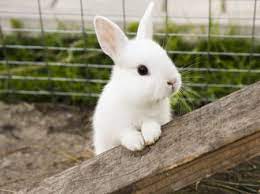 حيواني المفضل by raghad mohamed - Ourboox.com