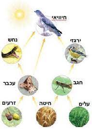 שרשרות מזון ומארגי-מזון by wasfy - Illustrated by יוספי אבו חאמד  - Ourboox.com