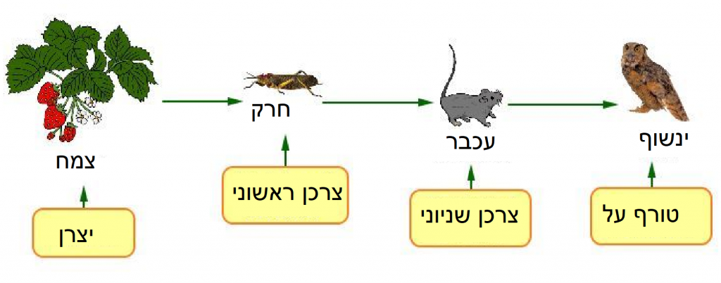 שרשרות מזון ומארגי-מזון by wasfy - Illustrated by יוספי אבו חאמד  - Ourboox.com