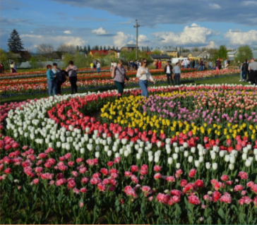 Мамаївська ТГ by Nazarius - Illustrated by zmiiovskyi/nazar - Ourboox.com