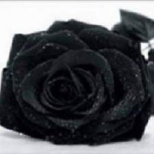 Profile picture of Autopsy Post Services