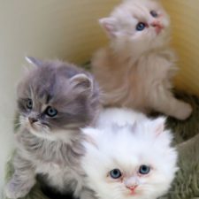 Profile picture of Mercan Elmalık