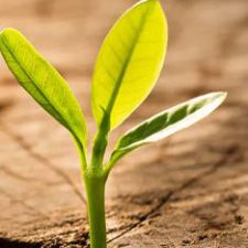 Profile picture of Amey Flower