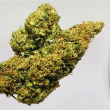 Profile picture of weeduk