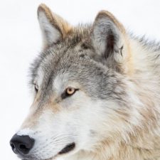 Profile picture of Caleb Klinkenberg