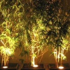 Profile picture of Lilly Omu