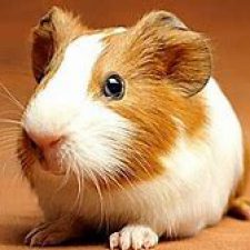 Profile picture of Terza A.